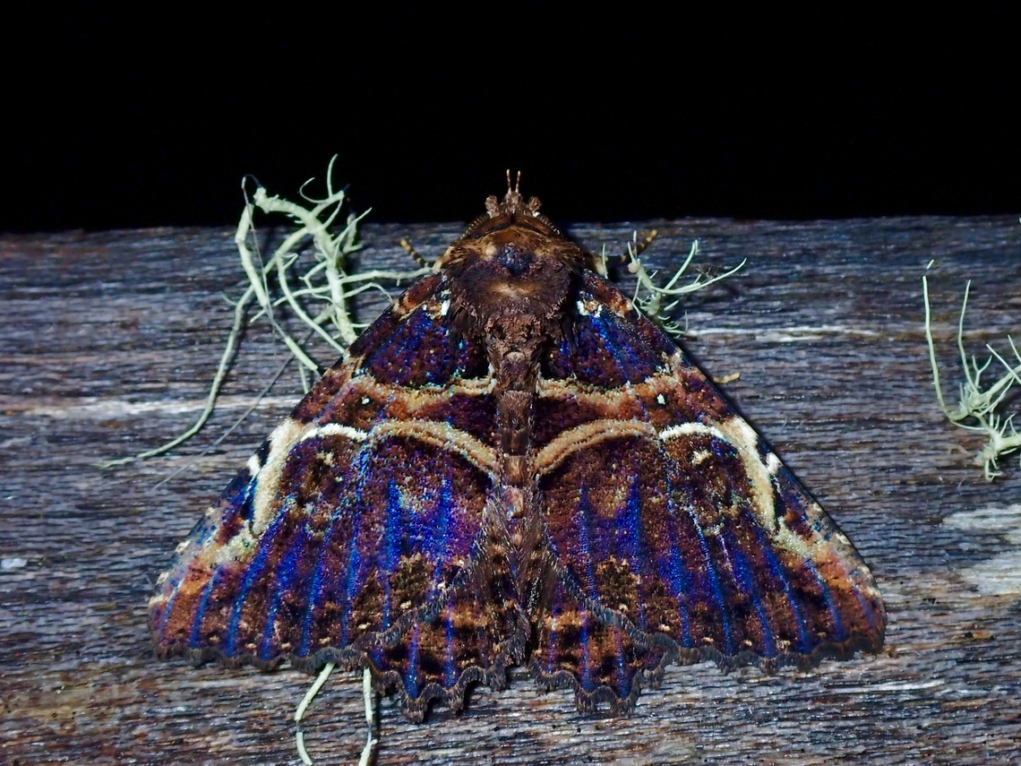 Moth - Daddala microdesma Interesting blue markings on this Moth. Daddala microdesma,Malaysia,Moth,Moth Week 2022,National Moth Week 2022,Sabah