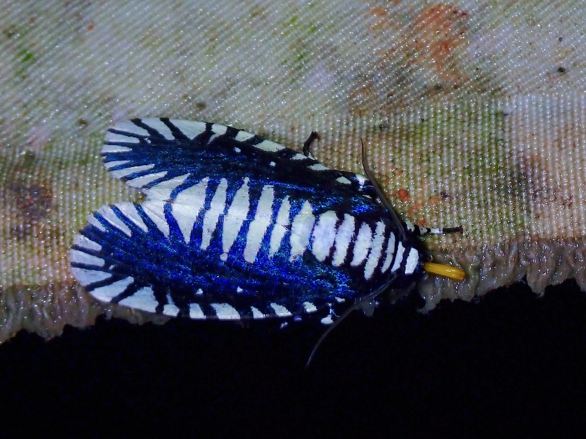 Moth - Apsarasa radians  Apsarasa radians,Malaysia,Moth,Moth Week 2022,National Moth Week 2022,Sabah