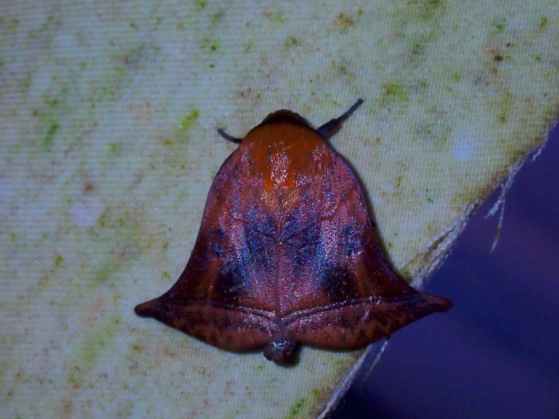 Bell?  Diehlea ducalis,Malaysia,Moth,Moth Week 2022,National Moth Week 2022,Sabah