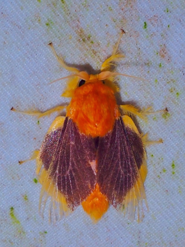 Stinging Slug Moth - Barisania honeyi This seems to be a rare find, and a beauty too :D Barisania honeyi,Malaysia,Moth,Moth Week 2022,National Moth Week 2022,Sabah,Stinging Slug Moth