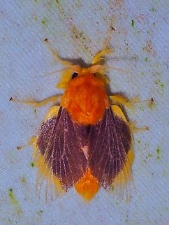 Stinging Slug Moth - Barisania honeyi This seems to be a rare find, and a beauty too :D Barisania honeyi,Malaysia,Moth,Moth Week 2022,National Moth Week 2022,Sabah,Stinging Slug Moth