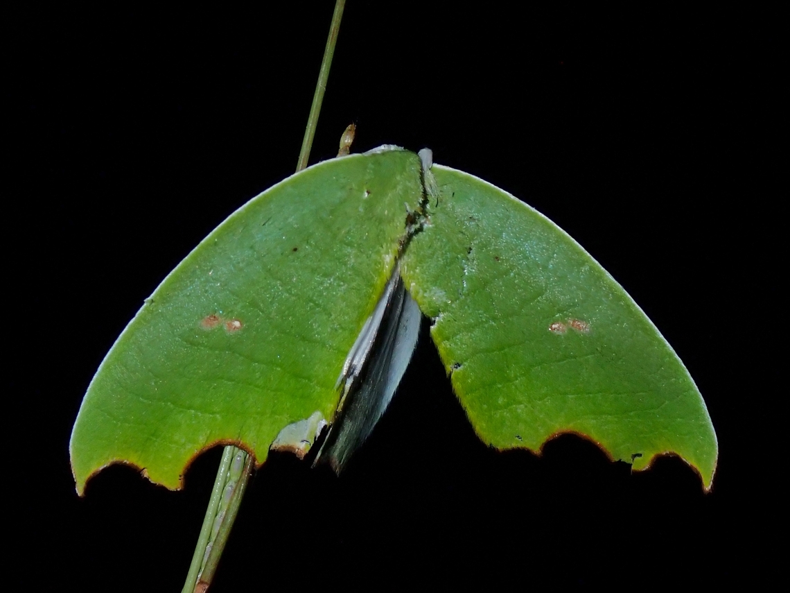 Moth - Plagerepne torquata  Malaysia,Moth,Moth Week 2022,National Moth Week 2022,Plagerepne,Plagerepne torquata,Sabah
