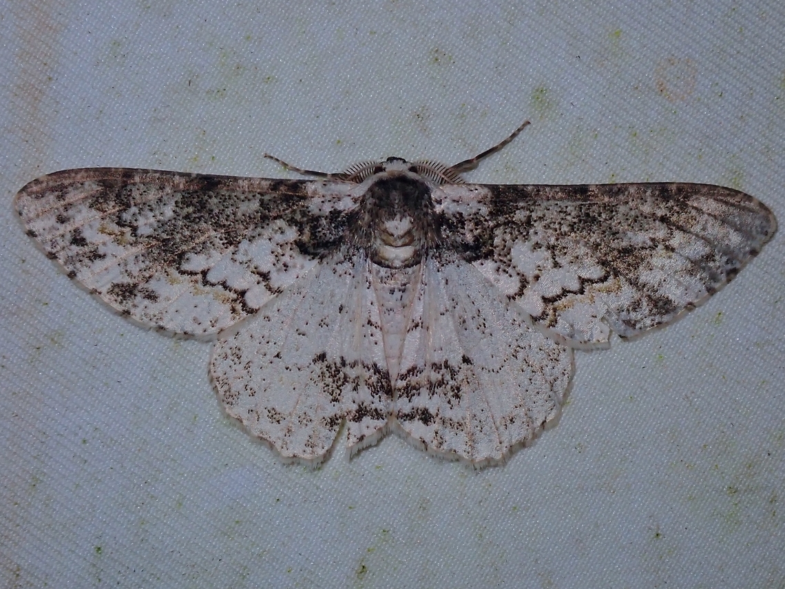 Moth - Iulotrichia decursaria  Iulotrichia decursaria,Malaysia,Moth,Moth Week 2022,National Moth Week 2022,Sabah