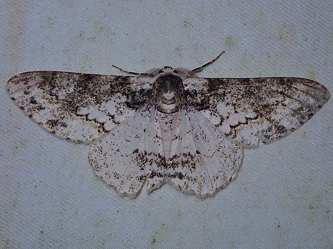 Moth - Iulotrichia decursaria  Iulotrichia decursaria,Malaysia,Moth,Moth Week 2022,National Moth Week 2022,Sabah