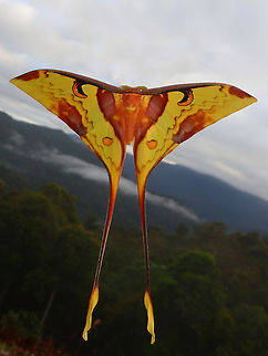 A Kite? One of my favourite encounter during this trip and we saw a few of them.

I was initially disappointed with the first one we saw during the trip as it has battered wings and looks 'old'.  Fortunately, we saw more of them on subsequent days and this one looks like newly eclose with his wings in perfect condition. Actias maenas,Malaysia,Malaysian Moon Moth,Moth,Moth Week 2022,National Moth Week 2022,Sabah