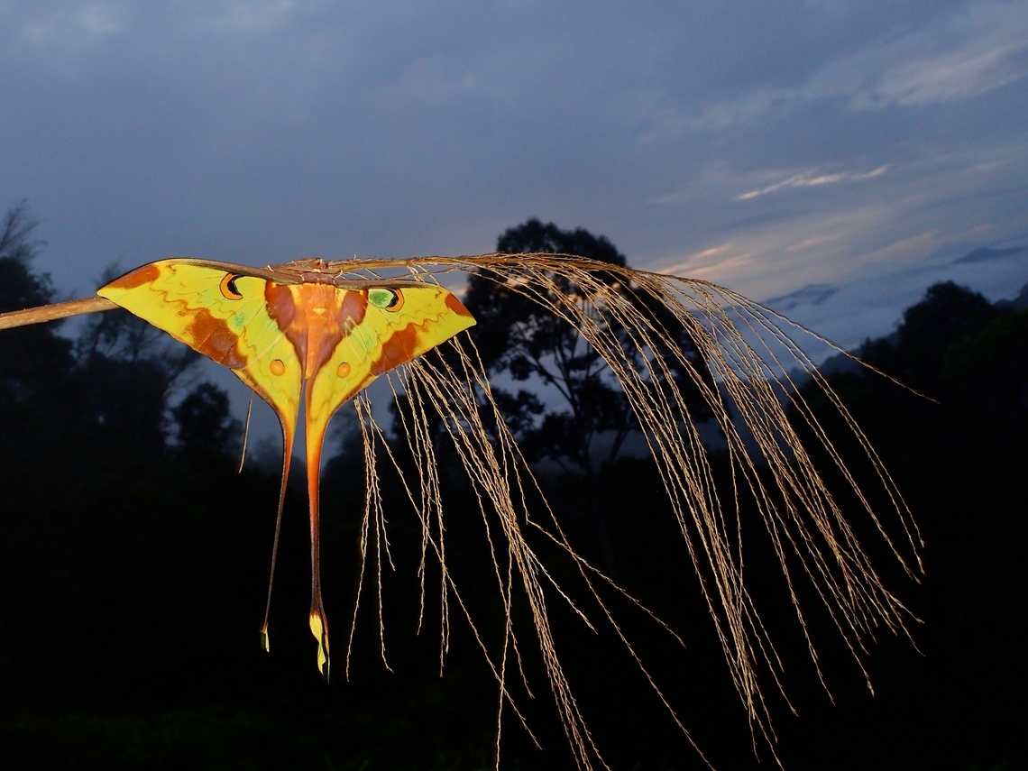 Perfectly imperfect! This was an another favourite encounter, looks freshly eclose with wings in good condition.  However, the left &#039;tail&#039; is smaller than the right one. Actias maenas,Malaysia,Malaysian Moon Moth,Moon Moth,Moth,Moth Week 2022,National Moth Week 2022,Sabah