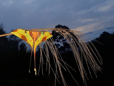 Perfectly imperfect! This was an another favourite encounter, looks freshly eclose with wings in good condition.  However, the left 'tail' is smaller than the right one. Actias maenas,Malaysia,Malaysian Moon Moth,Moon Moth,Moth,Moth Week 2022,National Moth Week 2022,Sabah