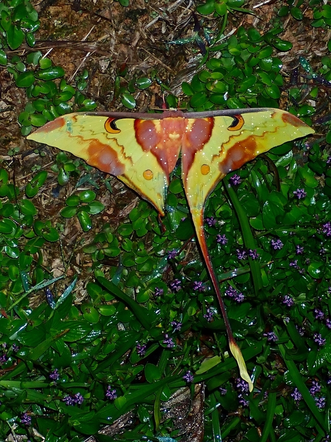 Screwed! Another imperfect beauty, this one the &#039;left tail&#039; of the wing looks not properly developed. Actias maenas,Malaysia,Malaysian Moon Moth,Moon Moth,Moth,Moth Week 2022,National Moth Week 2022,Sabah