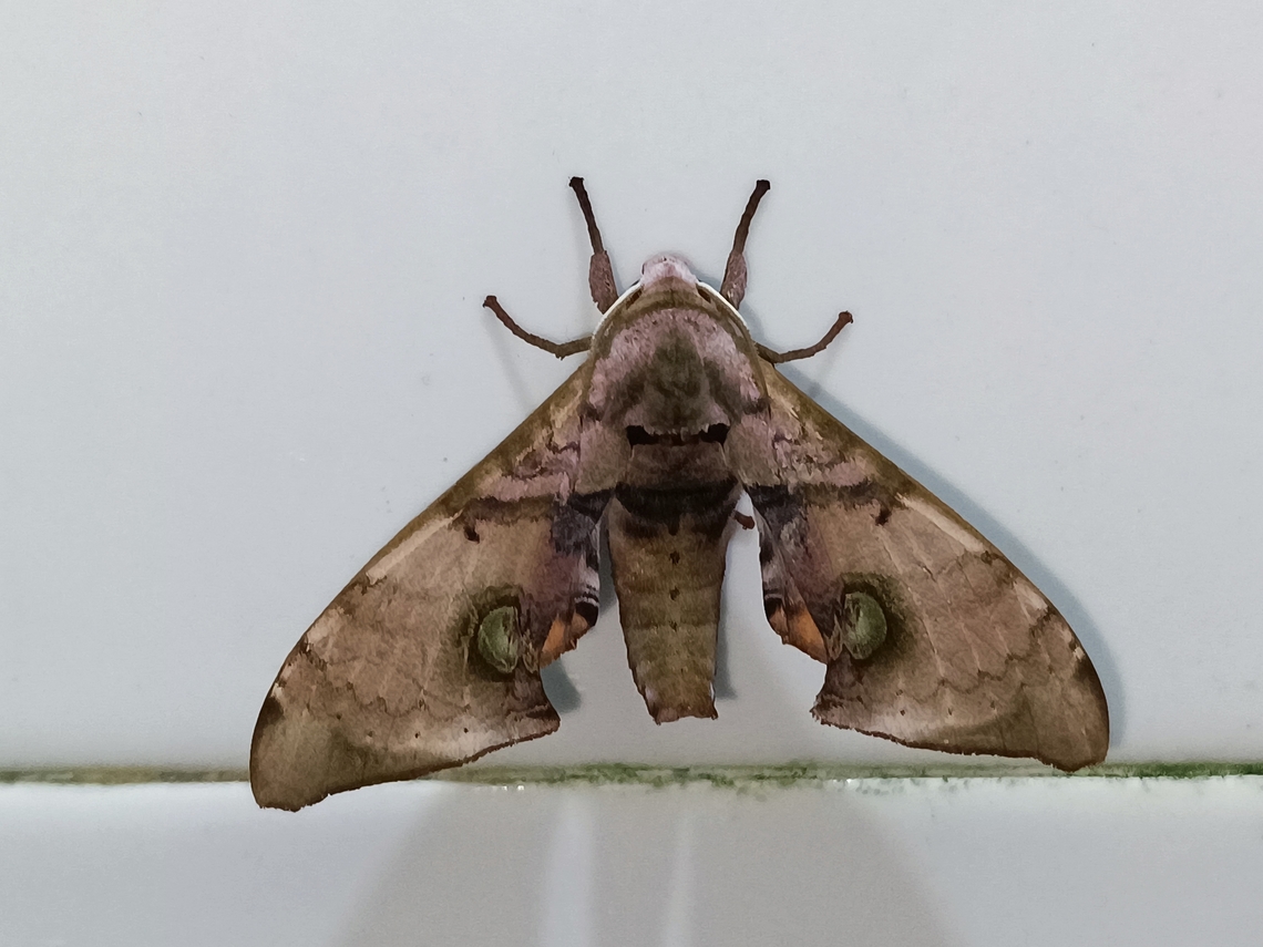 Durian Hawkmoth - Daphnusa ocellaris  Daphnusa ocellaris,Durian Hawkmoth,Hawkmoth,Malaysia,Moth,National Moth Week 2022,Sabah,moth week 2022