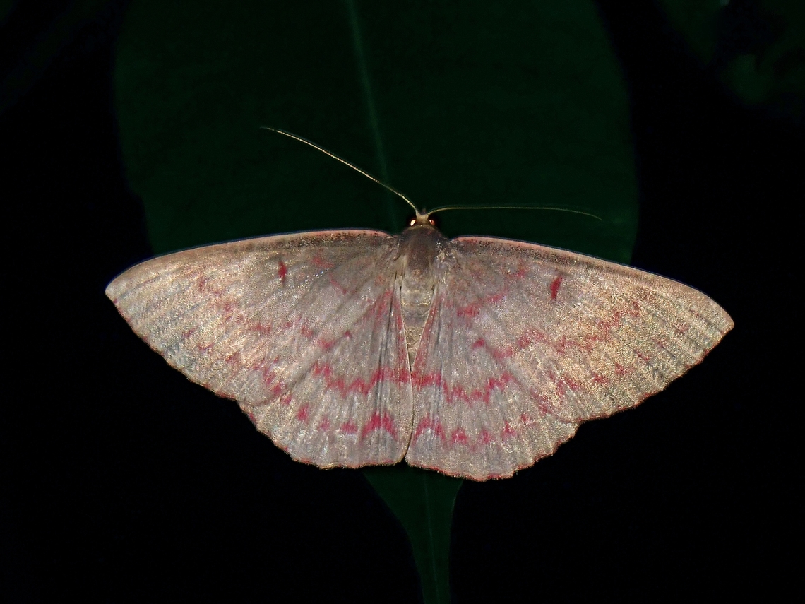 Beauty in Simplicity This not commonly seen Moth deserves it&#039;s uniqueness being a monotypic moth genus, fairly newly erected in 1996. Foveabathra,Foveabathra venusta,Malaysia,Moth,Penang
