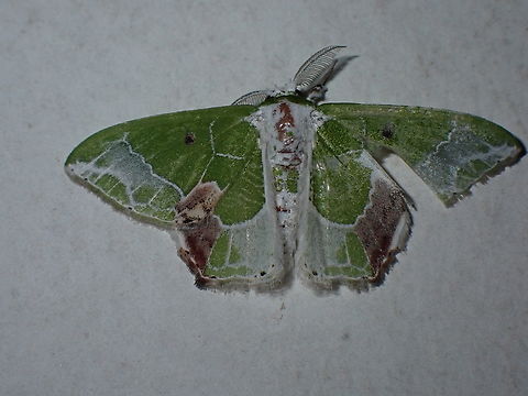 Emerald Moth - Protuliocnemis partita  Emerald Moth,Malaysia,Moth,Protuliocnemis partita,Sarawak