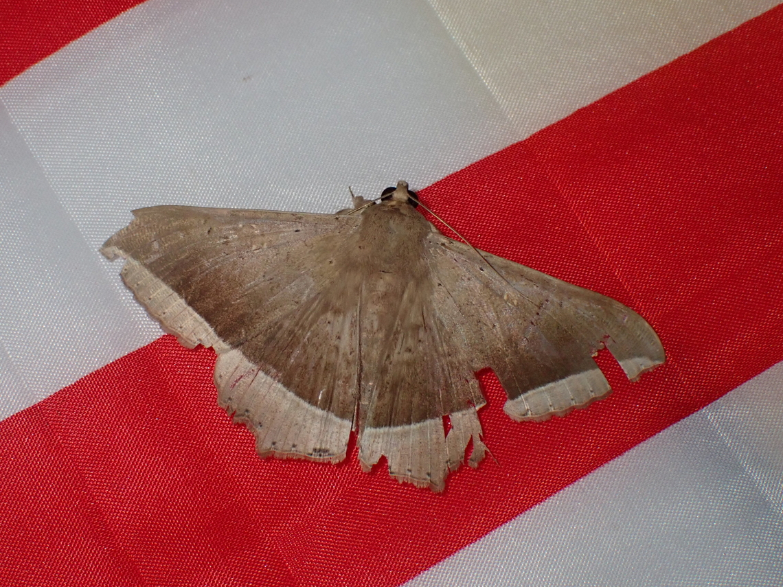 Moth - Hulodes caranea  Hulodes caranea,Malaysia,Moth,Sarawak