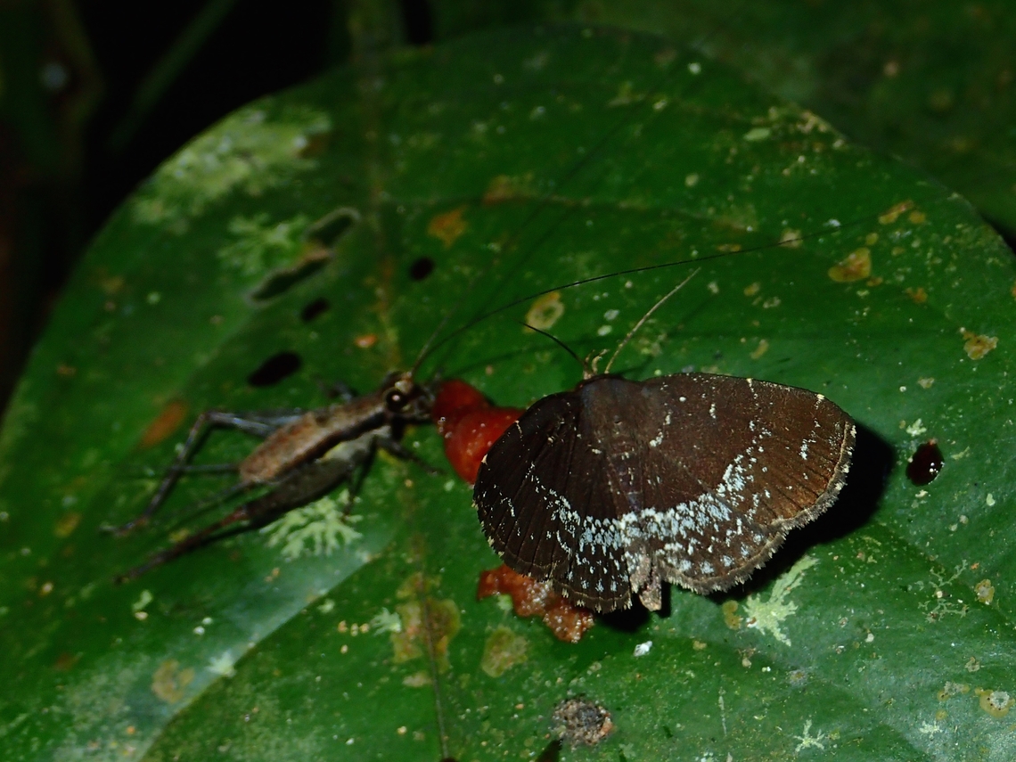 Moth - Adrapsa geometroides  Adrapsa geometroides,Malaysia,Moth,Sabah