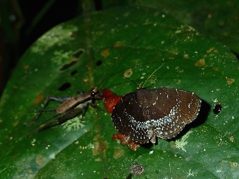 Adrapsa geometroides