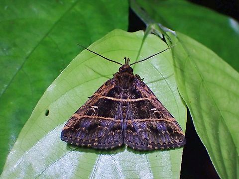 Moth - Bertula delosticha  Bertula delosticha,Malaysia,Moth,Selangor