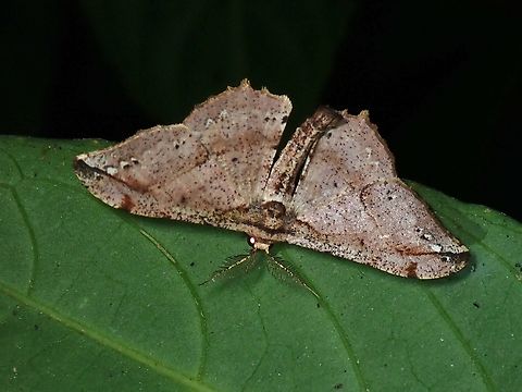 Moth - Hyposidra infixaria  Hyposidra infixaria,Malaysia,Moth,Selangor