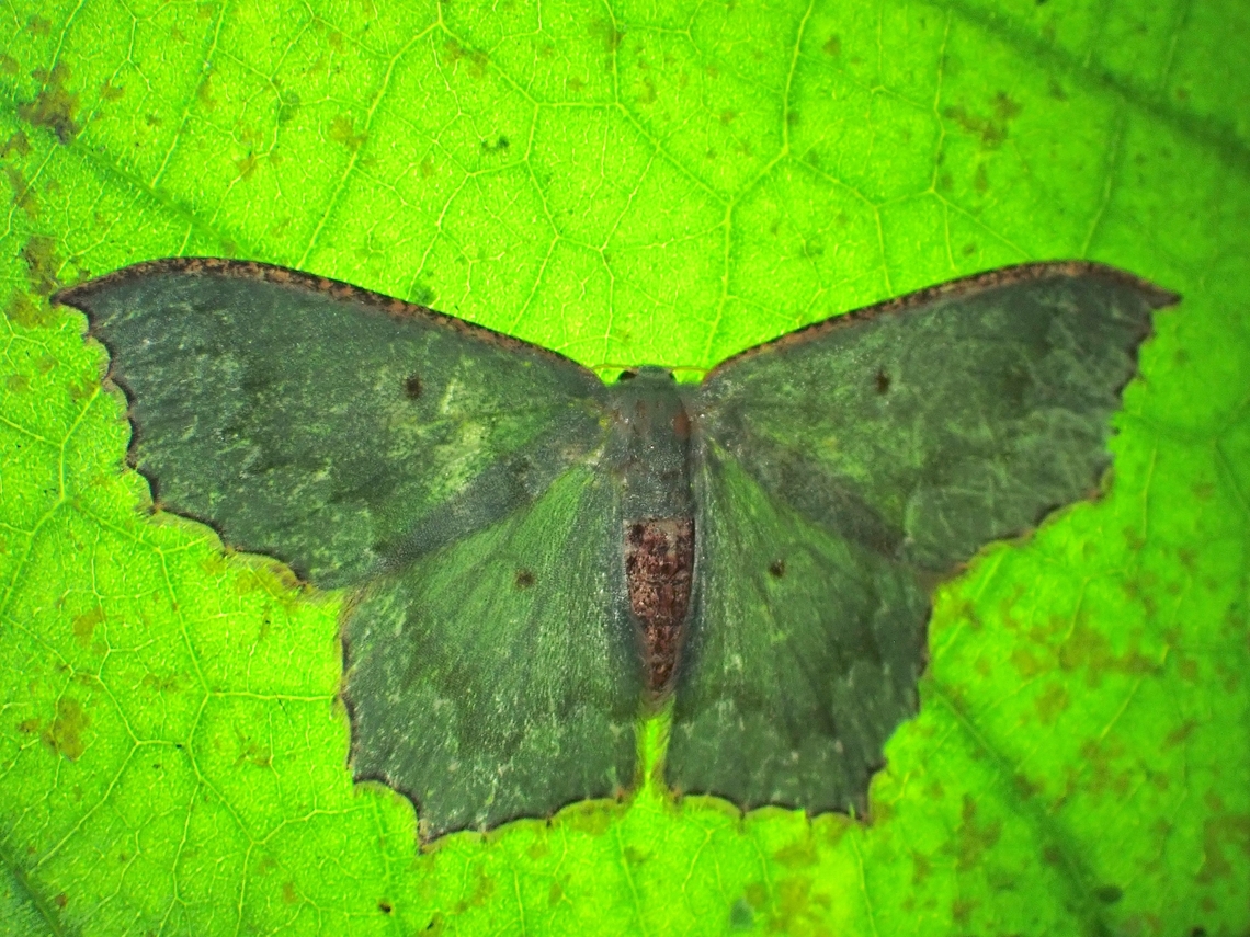 Emerald Moth - Euxena albiguttata Backlighting.<br />
<br />
Euxena albiguttata is a species of Emerald Moth from Family Geometridae. Emerald Moth,Euxena albiguttata,Malaysia,Moth,Selangor