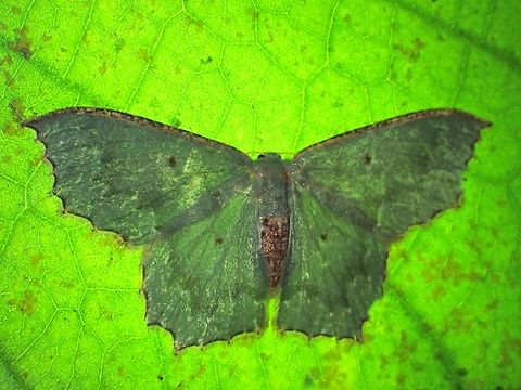 Emerald Moth - Euxena albiguttata Backlighting.
Euxena albiguttata is a species of Emerald Moth from Family Geometridae. Emerald Moth,Euxena albiguttata,Malaysia,Moth,Selangor