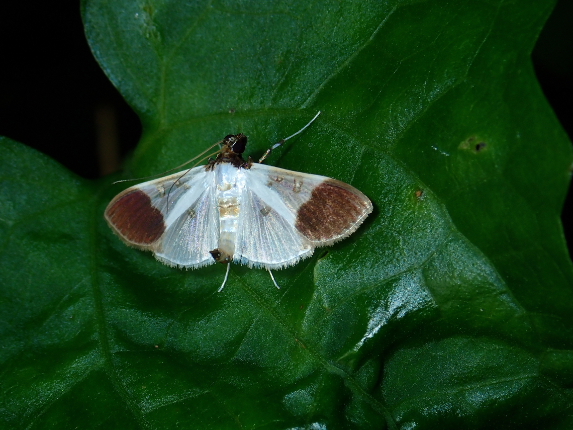 Pearl Moth - Palpita nigricollis          Malaysia,Moth,Palpita nigricollis,Pearl Moth,Sabah
