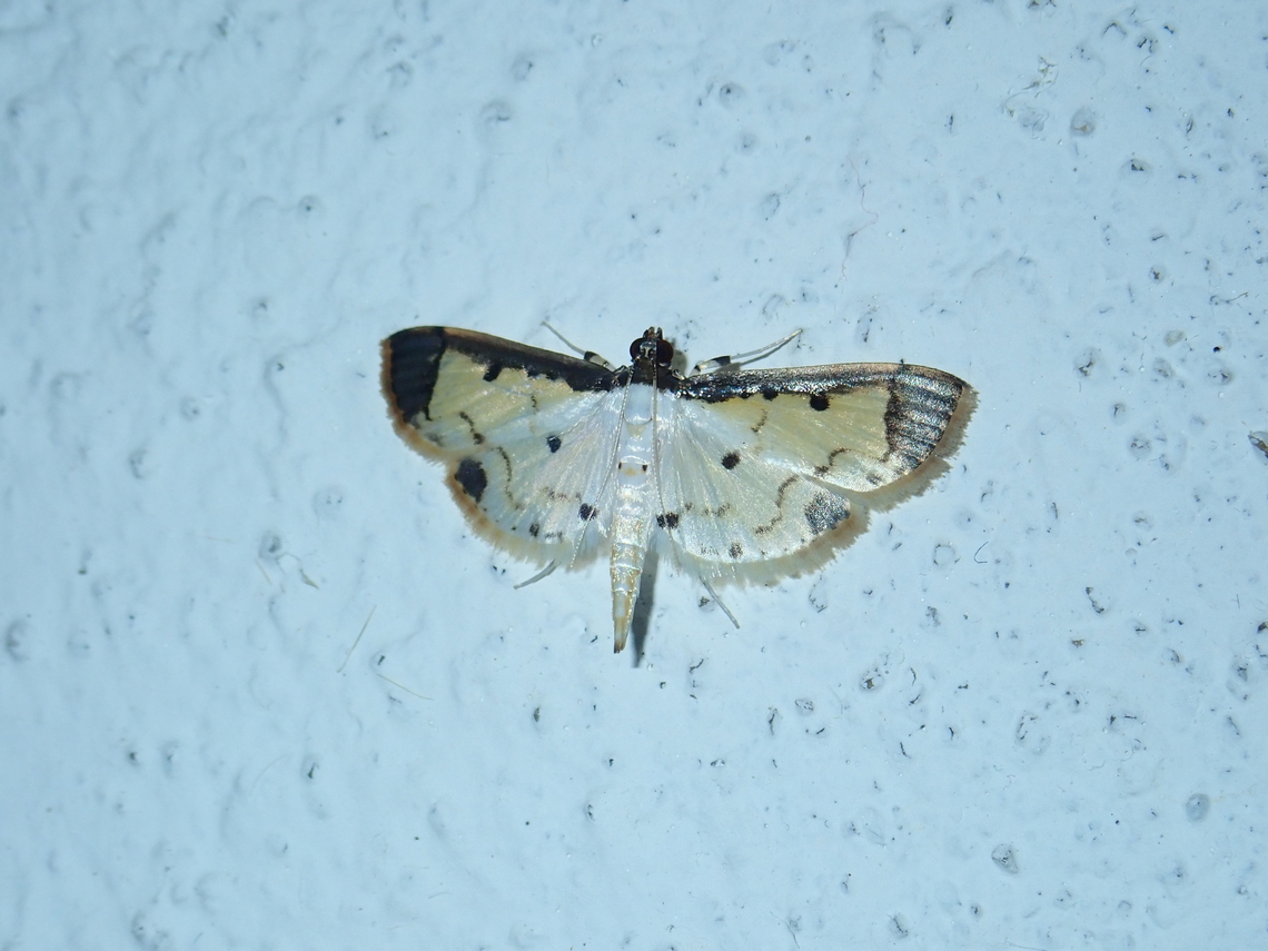 Pearl Moth - Leucinodella leucostola  Leucinodella leucostola,Malaysia,Moth,Pearl Moth,Sabah