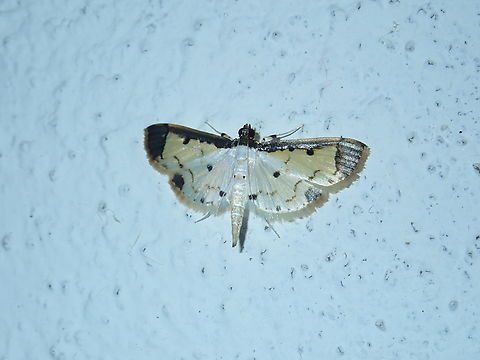 Pearl Moth - Leucinodella leucostola  Leucinodella leucostola,Malaysia,Moth,Pearl Moth,Sabah