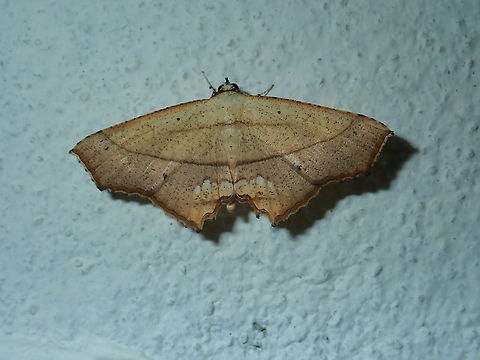 Moth - Nicevillea epiplemoides  Malaysia,Moth,Nicevillea,Nicevillea epiplemoides,Sabah