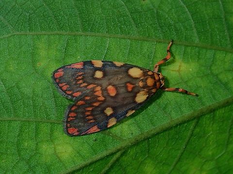 Lichen Moth - Cyme reticulata  Lichen Moth,Lyclene reticulata,Malaysia,Moth,Sabah