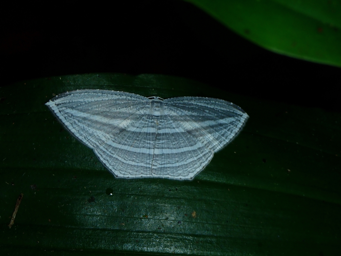 Swallowtail Moth - Acropteris rectinervata        Acropteris rectinervata,Malaysia,Moth,Sabah,Swallowtail Moth