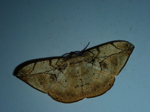 Moth - Dalima delineata        Dalima delineata,Malaysia,Moth,Sabah