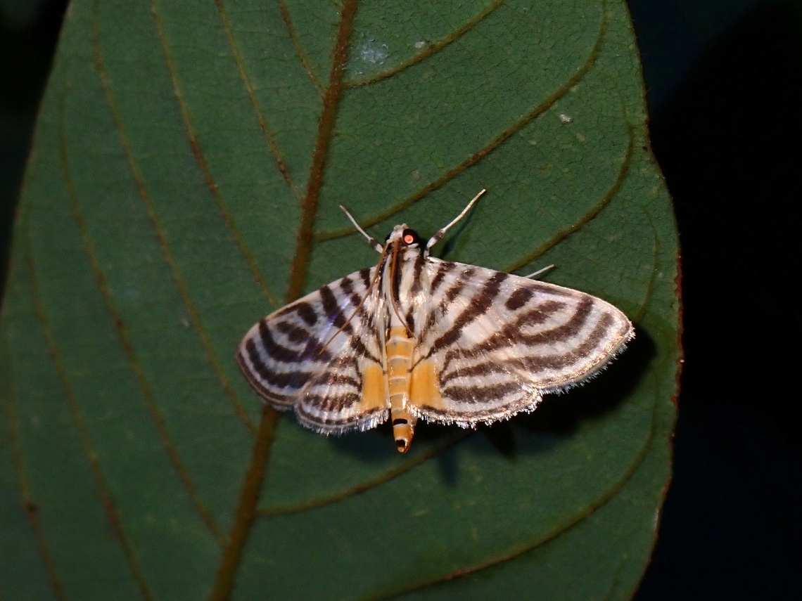 Pearl Moth - Dichocrocis rigidalis  Dichocrocis rigidalis,Malaysia,Moth,Pearl Moth,Penang