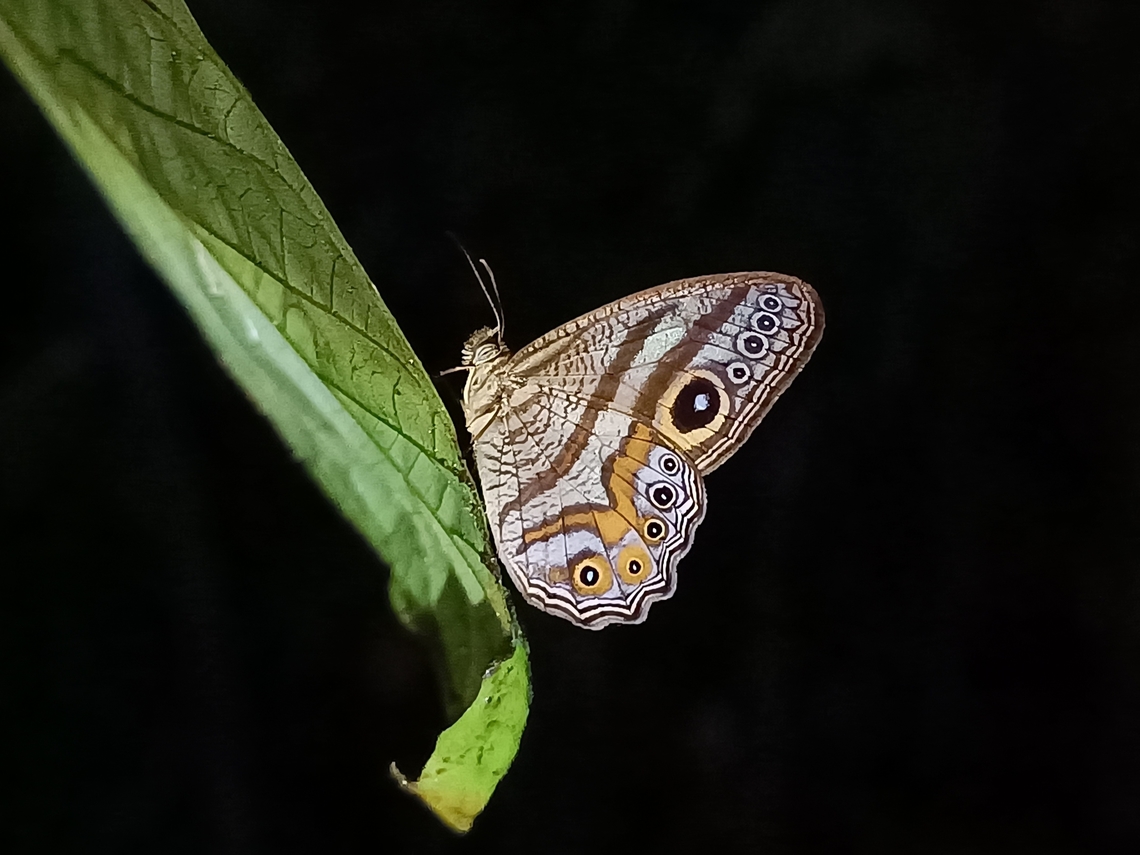 Eyed Cyclops - Erites argentina  Butterfly,Erites argentina,Eyed Cyclops,Malaysia,Sabah