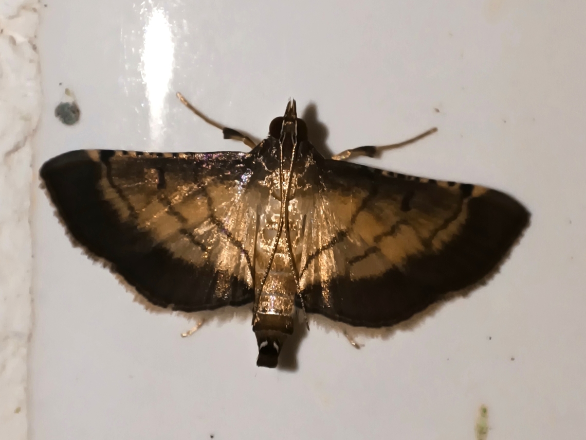 Lesser Rice-Leafroller - Marasmia poeyalis  Lesser Rice-Leafroller,Malaysia,Marasmia poeyalis,Moth,Sabah