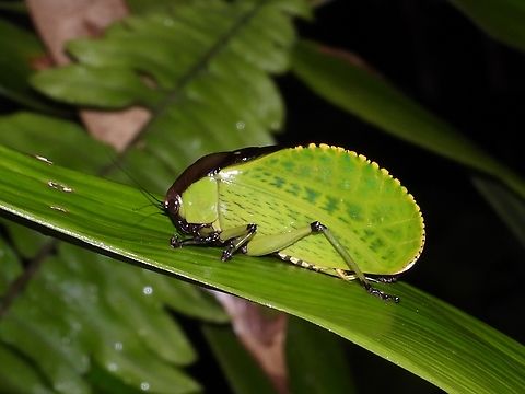 Fat Katydid The etymology of this katydid, obesa refers to obese/fat. Dysmorpha obesa,Katydid,Malaysia,Sabah