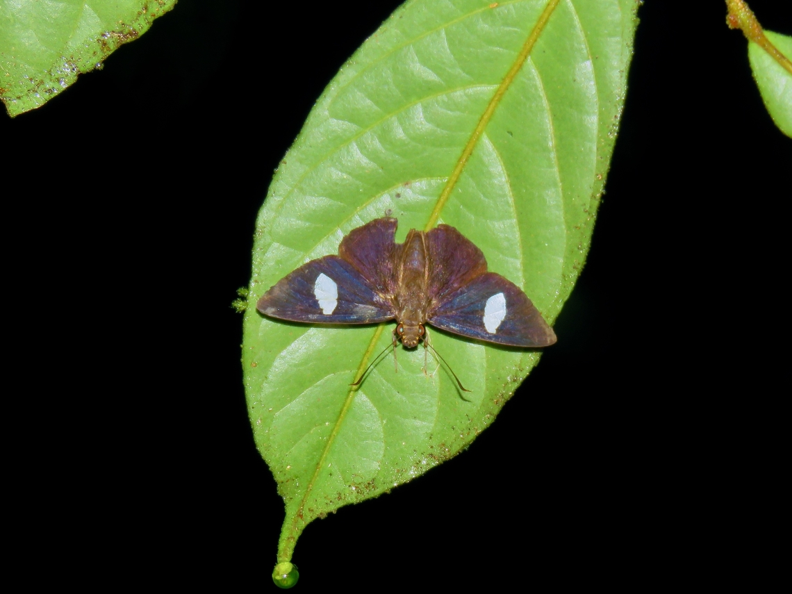 Velvet Flat - Celaenorrhinus ficulnea                                 Butterfly,Celaenorrhinus ficulnea,Malaysia,Sabah,Velvet Flat