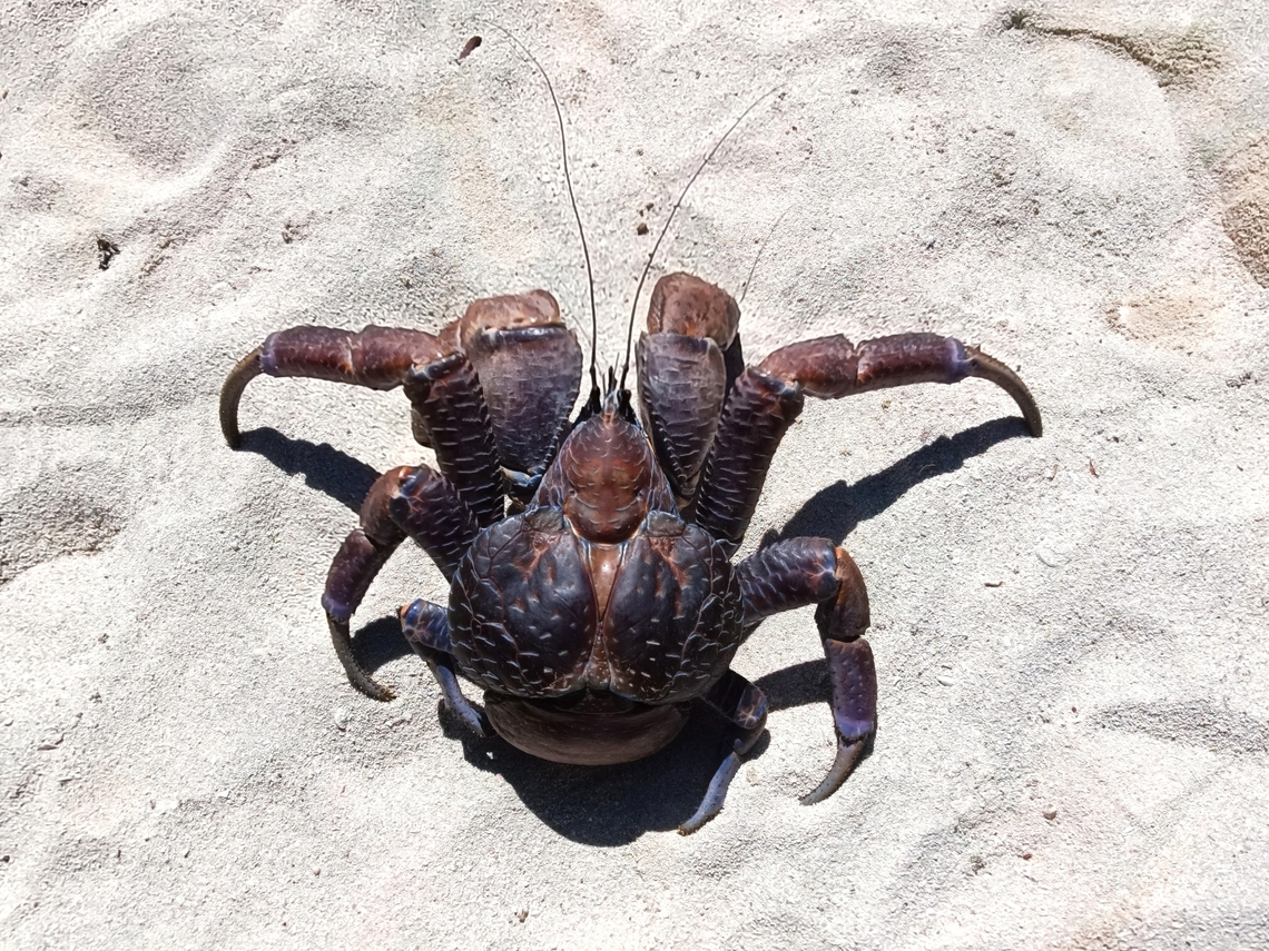 Coconut Crab - Birgus latro This Crab was seen during a dive trip at Sipadan Island, a very small but protected island.<br />
There used to be a lot of this Crabs running around on the island but due to dive operators setting up Resorts there, their population plummeted, as besides being a threat to their environment, they are also caught to be eaten.  All resorts were eventually directed to be closed and moved out from the island towards end of 2004.<br />
<br />
Present day, there is conservation efforts to help increase their population.  The specimen in the picture is a newly caught individual without tag.  Local conservationists try to tags as many of them as possible and if they come across any un-tag individual, it will be collected to to obtain data and measurements and tag before release. Birgus latro,Coconut Crab,Malaysia,Sabah,Sipadan
