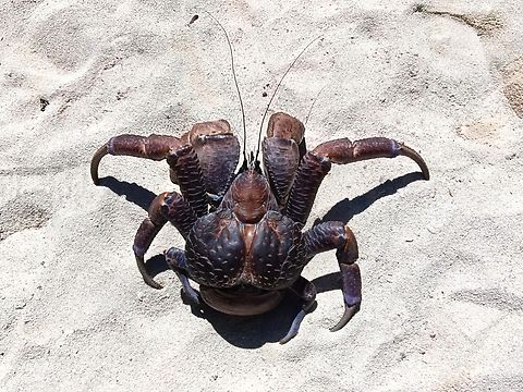 Coconut Crab - Birgus latro This Crab was seen during a dive trip at Sipadan Island, a very small but protected island.
There used to be a lot of this Crabs running around on the island but due to dive operators setting up Resorts there, their population plummeted, as besides being a threat to their environment, they are also caught to be eaten.  All resorts were eventually directed to be closed and moved out from the island towards end of 2004.

Present day, there is conservation efforts to help increase their population.  The specimen in the picture is a newly caught individual without tag.  Local conservationists try to tags as many of them as possible and if they come across any un-tag individual, it will be collected to to obtain data and measurements and tag before release. Birgus latro,Coconut Crab,Malaysia,Sabah,Sipadan