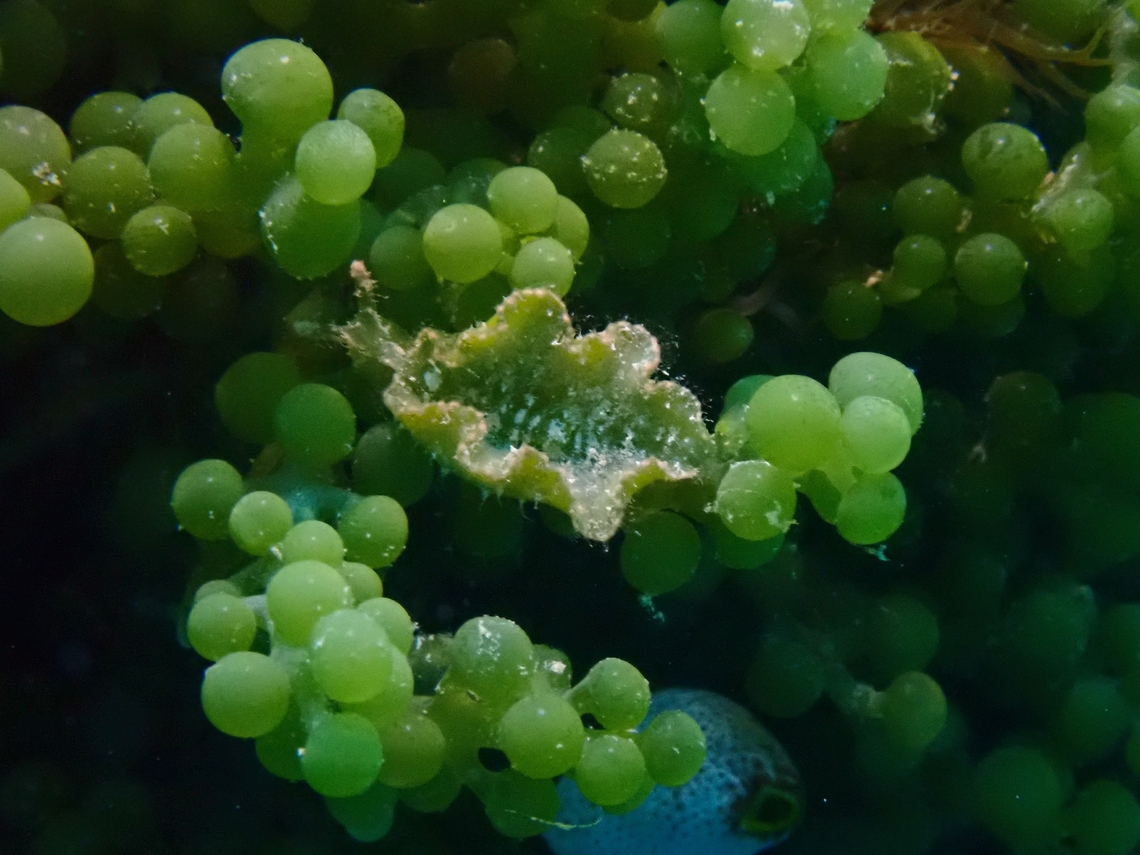 Eating Sea Grapes There is a Sea Slug among this cluster of Sea Grapes. Caulerpa racemosa,Malaysia,Sabah,Sea Grapes