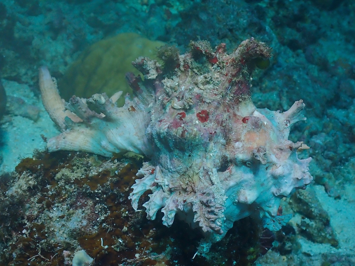 Ramose Murex - Chicoreus ramosus  Chicoreus ramosus,Conch,Malaysia,Ramose Murex,Sabah,Sea Shell