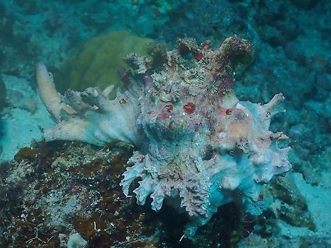 Ramose Murex - Chicoreus ramosus  Chicoreus ramosus,Conch,Malaysia,Ramose Murex,Sabah,Sea Shell