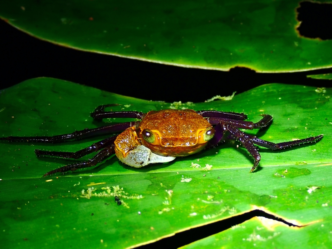 One-Clawed Vampire Crab Geosesarma danumense is a terrestrial crab, fondly called Vampire Crab in the pet trade.<br />
<br />
This species was named after the location, Danum Valley in Sabah/Borneo where it was first discovered. Crab,Geosesarma danumense,Malaysia,Sabah,Vampire Crab