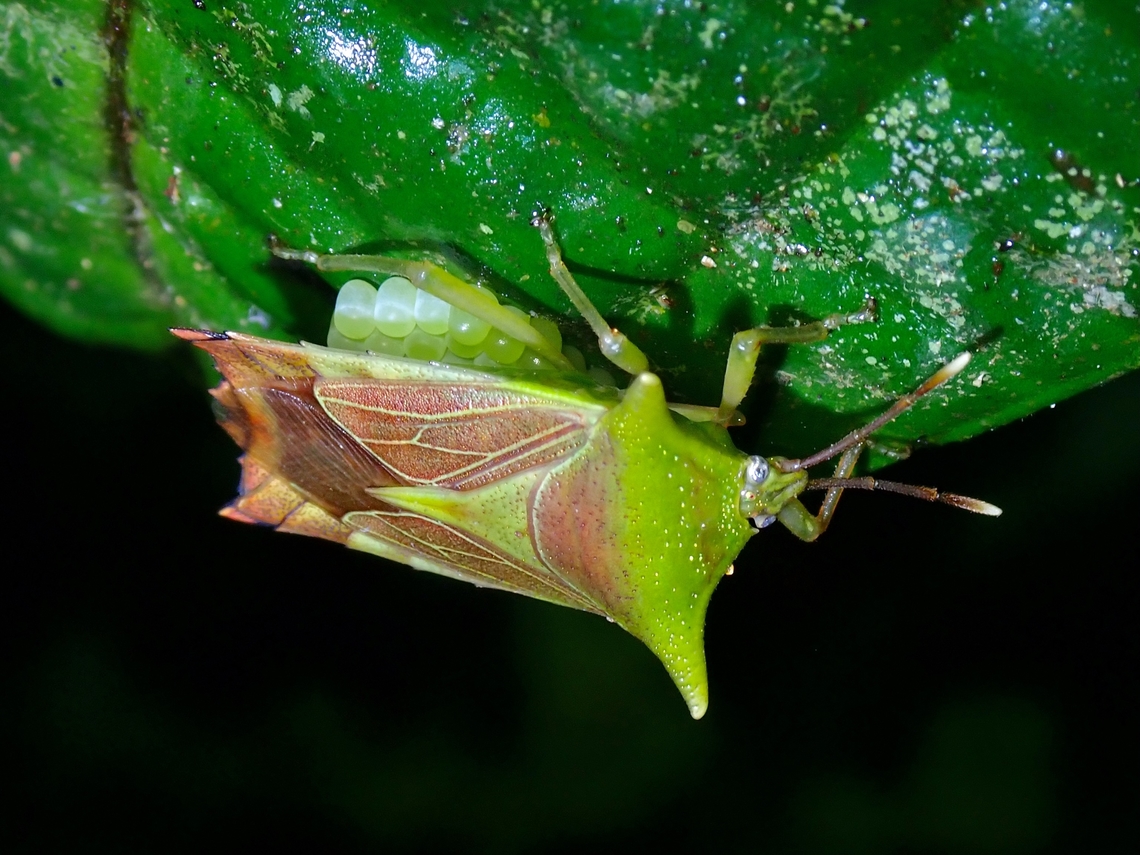 Attentive Mother A Shield Bug - Pygoplatys firmatus, brooding her eggs. Malaysia,Pygoplatys firmatus,Sabah,Shield Bug