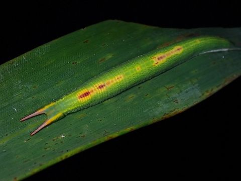 Caterpillar of Angled Red Forester - Lethe chandica  Angled Red Forester,Baguio,Caterpillar,Lethe chandica,Philippines