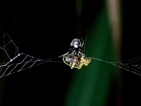Orbweaver Spider with a meal  Baguio,Orbweaver Spider,Philippines,Singa perpolita,Spider