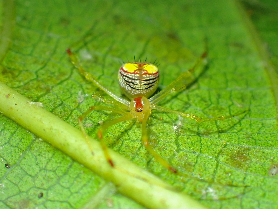 Cobweb Spider - Meotipa spiniventris  Baguio,Cobweb Spider,Meotipa spiniventris,Philippines,Spider