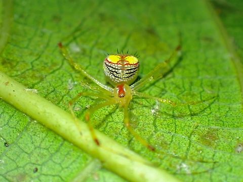 Cobweb Spider - Meotipa spiniventris  Baguio,Cobweb Spider,Meotipa spiniventris,Philippines,Spider