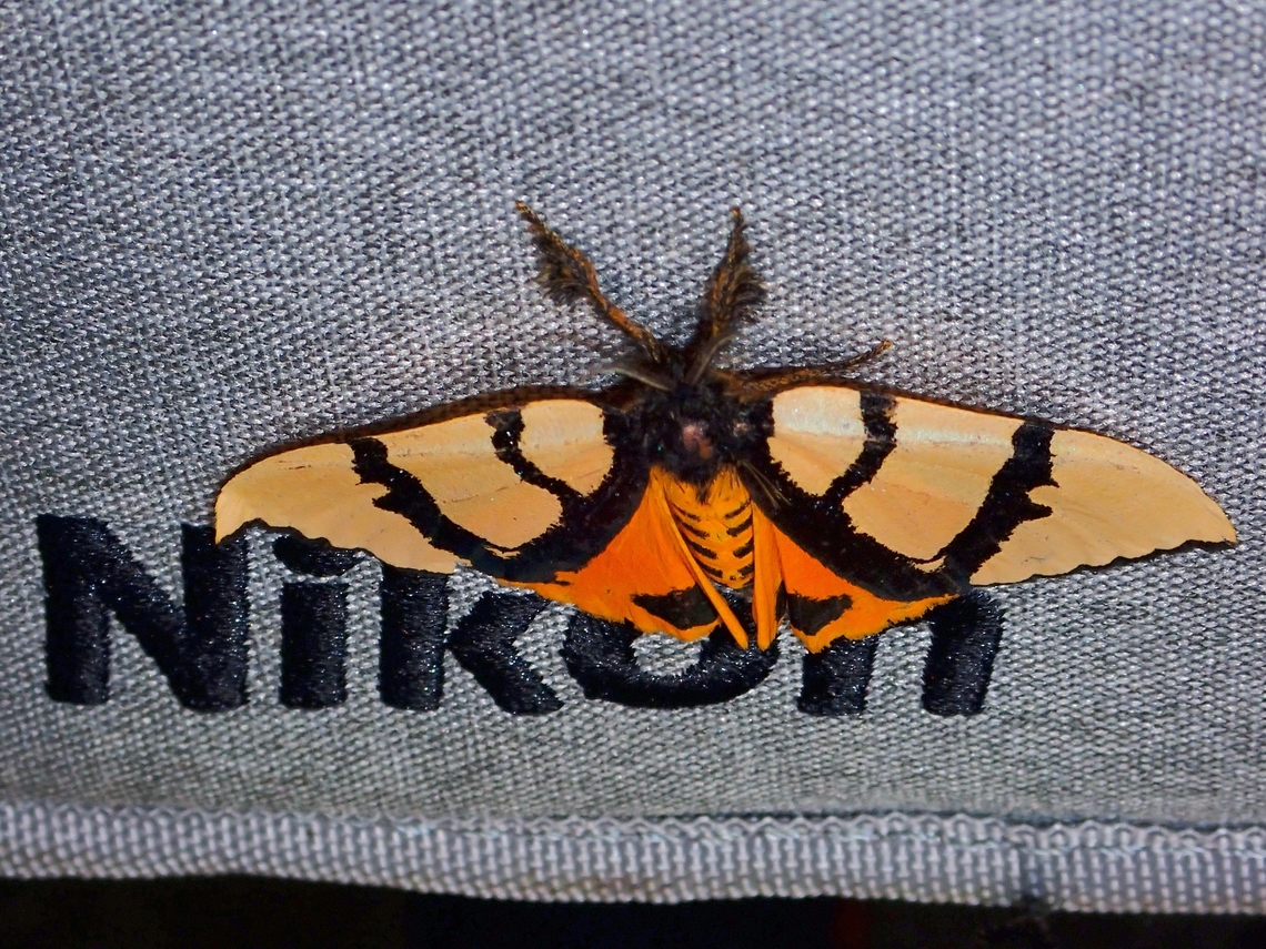 Brand Ambassador! A Tussock Moth resting on my camera bag :D Malaysia,Moth,Numenes contrahens,Sabah,Tussock Moth