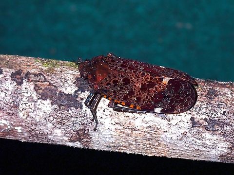 Lantern Bug - Penthicodes quadrimaculata Lantern Bug from the genus Penthicodes does not has long snout.  They do have very brightly coloured underwings but not visible from this posture. Lantern Bug,Malaysia,Penthicodes quadrimaculata,Sabah