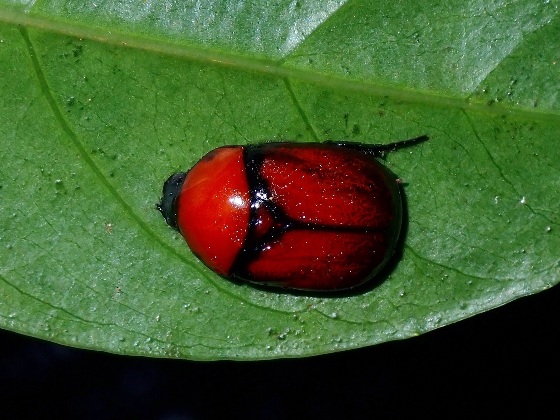 Shining Leaf Chafer - Parastasia discolor  Beetle,Leaf Chafer,Malaysia,Parastasia discolor,Sabah,Shining Leaf Chafer