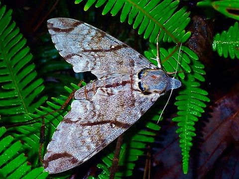 Hawkmoth - Notonagemia analis  Hawkmoth,Malaysia,Moth,Notonagemia analis,Sabah