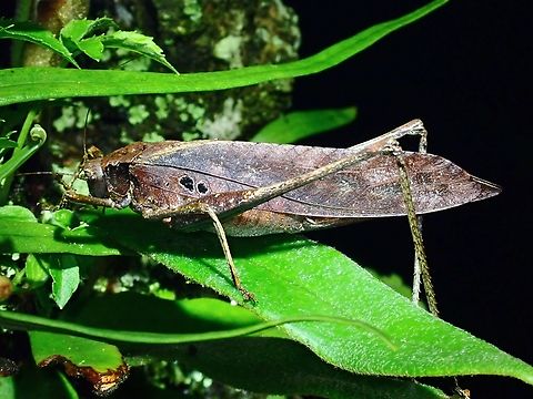 Bush Cricket - Mecopoda sp.  Bush Cricket,Cricket,Malaysia,Mecopoda sp.,Sabah